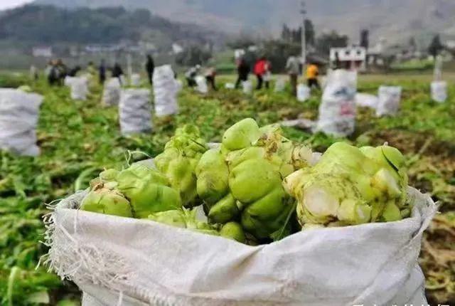 13年涨价13次频率猛过茅台：越卖越贵的“榨菜刺客”打工人吃不起了(图3)